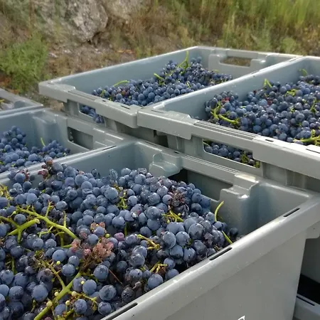 Vakantiehuis Casa Da Eva At Terrus Winery Barro (Vila Real)